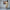 Mustard Muse Handblock Cotton Shift Dress